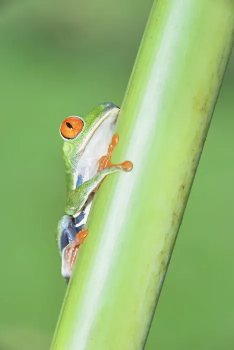 Framed Print : Red-eyed Treefrog (Agalychins callydrias) climbing green stem, Costa Rica Framed Print : Red-eyed Treefrog (Agalychins callydrias) climbing green stem, Costa Rica