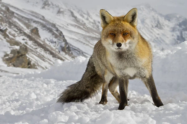 Red fox on the snow, italian alps, Piedmont, Italy