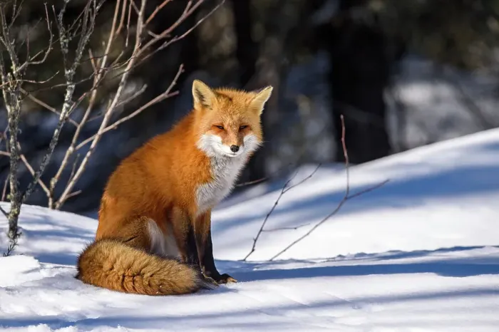 Framed Print : Red fox (Vulpes vulpes). Algonquin Provincial Park, Ontario, Canada Framed Print : Red fox (Vulpes vulpes). Algonquin Provincial Park, Ontario, Canada