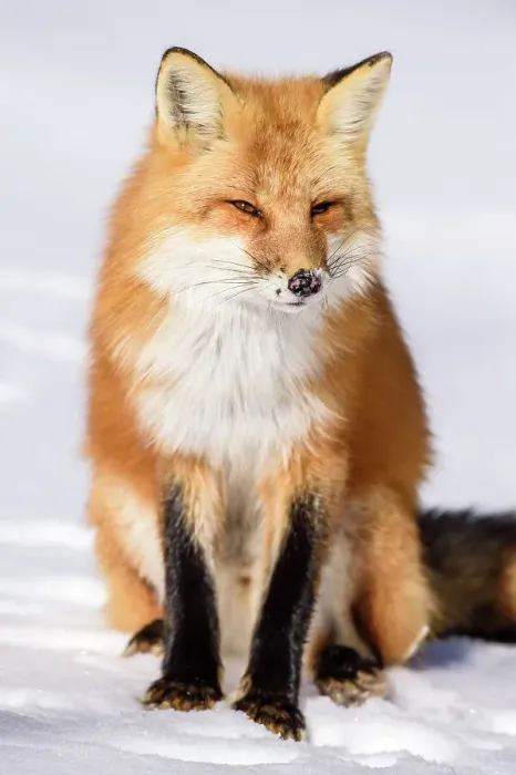 Framed Print : Red fox (Vulpes vulpes). Algonquin Provincial Park, Ontario, Canada Framed Print : Red fox (Vulpes vulpes). Algonquin Provincial Park, Ontario, Canada