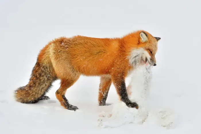 Framed Print : Red fox (Vulpes vulpes). With arctic fox prey, Wapusk NP, Cape Churchill, Manitoba, Canada Framed Print : Red fox (Vulpes vulpes). With arctic fox prey, Wapusk NP, Cape Churchill, Manitoba, Canada