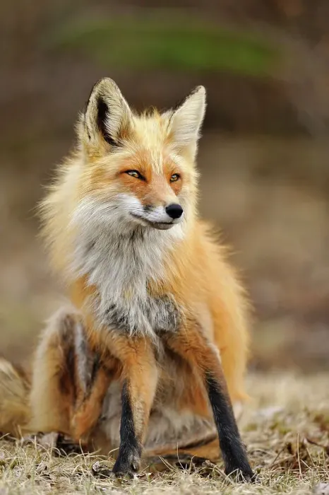 Framed Print : Red fox (Vulpes vulpes). Greater Sudbury, Ontario, Canada Framed Print : Red fox (Vulpes vulpes). Greater Sudbury, Ontario, Canada