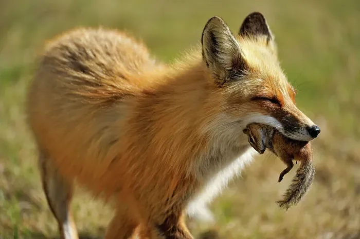 Framed Print : Red fox (Vulpes vulpes). Greater Sudbury, Ontario, Canada