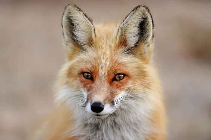 Framed Print : Red fox (Vulpes vulpes). Greater Sudbury, Ontario, Canada Framed Print : Red fox (Vulpes vulpes). Greater Sudbury, Ontario, Canada
