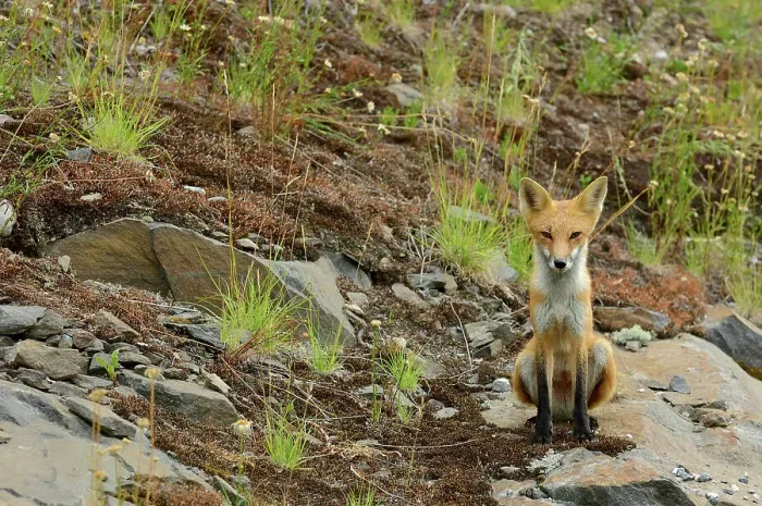 Framed Print : The red fox, Vulpes vulpes Killarney Provincial Park, Ontario, Canada