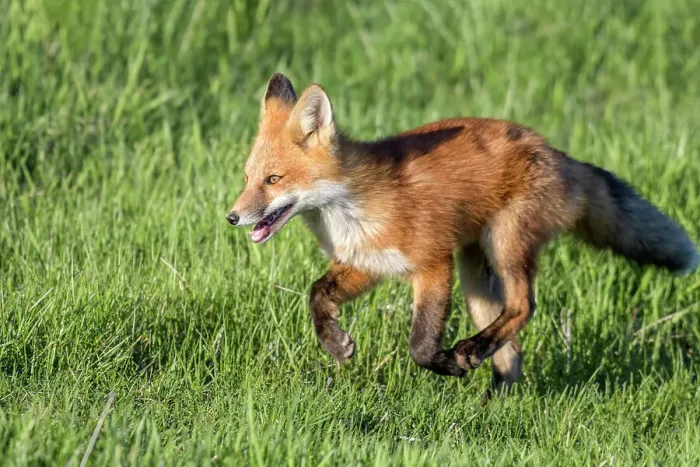 Framed Print : Red Fox (Vulpes vulpes) kit running, Thornton, Ontario, Canada Framed Print : Red Fox (Vulpes vulpes) kit running, Thornton, Ontario, Canada