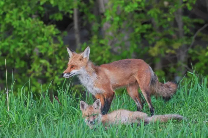 Framed Print : Red Fox (Vulpes vulpes) with kit, Thornton, Ontario, Canada Framed Print : Red Fox (Vulpes vulpes) with kit, Thornton, Ontario, Canada
