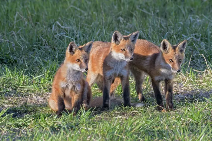 Framed Print : Red Fox (Vulpes vulpes) kits, Barrie, Ontario, Canada Framed Print : Red Fox (Vulpes vulpes) kits, Barrie, Ontario, Canada