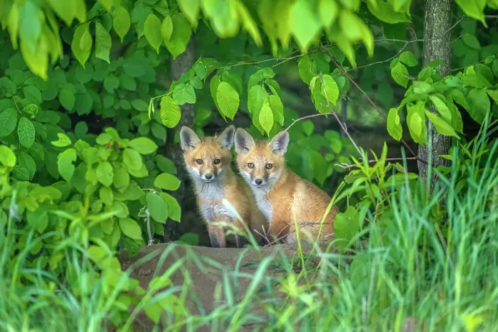 Framed Print : Red Fox (Vulpes vulpes) kits looking out from forest, Thornton, Ontario, Canada Framed Print : Red Fox (Vulpes vulpes) kits looking out from forest, Thornton, Ontario, Canada