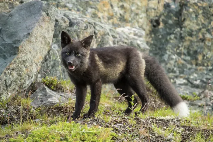 Framed Print : Red fox (Vulpes vulpes). Melanistic black morph, Fogo, Newfoundland and Labrador NL, Canada Framed Print : Red fox (Vulpes vulpes). Melanistic black morph, Fogo, Newfoundland and Labrador NL, Canada