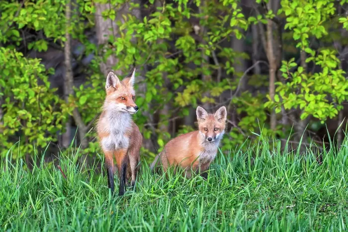 Framed Print : Red Fox (Vulpes vulpes) mom with kit, Thornton, Ontario, Canada Framed Print : Red Fox (Vulpes vulpes) mom with kit, Thornton, Ontario, Canada