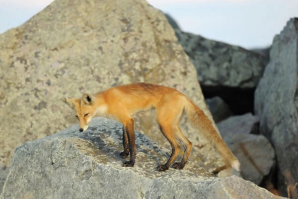 Red fox (Vulpes vulpes) Okotoks, Alberta, Canada