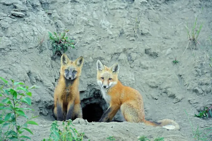 Framed Print : Red fox (Vulpes vulpes) pups in fromt of den Stewart Cassiar Highway British Columbia Canada Framed Print : Red fox (Vulpes vulpes) pups in fromt of den Stewart Cassiar Highway British Columbia Canada