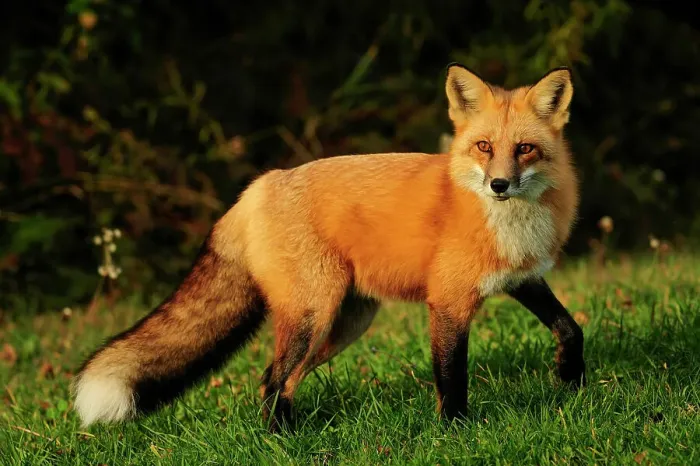 Framed Print : Red fox (Vulpes vulpes) Tame cottage visitor in autumn, Wanup, Ontario, Canada Framed Print : Red fox (Vulpes vulpes) Tame cottage visitor in autumn, Wanup, Ontario, Canada