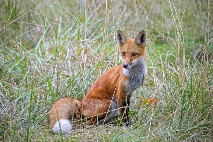 Framed Print : Red Fox (Vulpes vulpes), Thornton, Ontario, Canada Framed Print : Red Fox (Vulpes vulpes), Thornton, Ontario, Canada