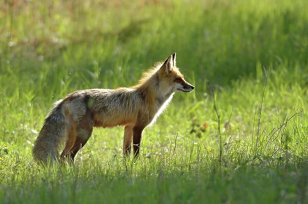 Red fox (Vulpes vulpes) Whiteshell Provincial Park, Manitoba, Canada