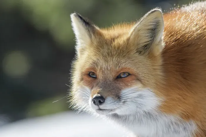 Framed Print : Red Fox (Vulpes vulpes) in winter, Algonquin Provincial Park, Ontario, Canada Framed Print : Red Fox (Vulpes vulpes) in winter, Algonquin Provincial Park, Ontario, Canada