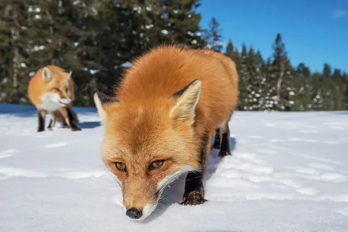 Framed Print : Red Fox (Vulpes vulpes) in winter, Algonquin Provincial Park, Ontario, Canada Framed Print : Red Fox (Vulpes vulpes) in winter, Algonquin Provincial Park, Ontario, Canada