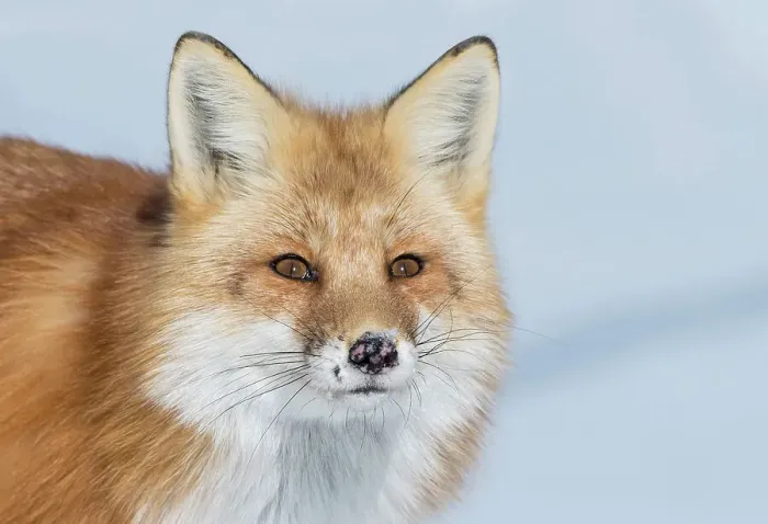 Framed Print : Red Fox (Vulpes vulpes) in winter. Algonquin Provincial Park, Ontario, Canada Framed Print : Red Fox (Vulpes vulpes) in winter. Algonquin Provincial Park, Ontario, Canada
