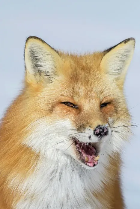 Framed Print : Red Fox (Vulpes vulpes) in winter. Algonquin Provincial Park, Ontario, Canada Framed Print : Red Fox (Vulpes vulpes) in winter. Algonquin Provincial Park, Ontario, Canada