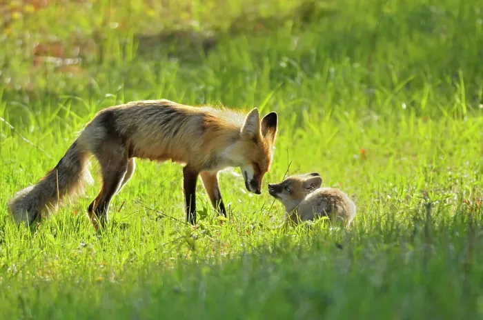 Framed Print : Red foxes in meadow. Vixen and pup Whiteshell Provincial Park, Manitoba, Canada Framed Print : Red foxes in meadow. Vixen and pup Whiteshell Provincial Park, Manitoba, Canada