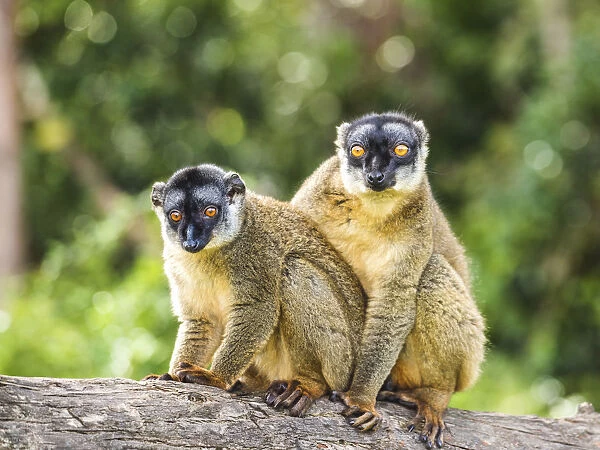 Red Fronted Brown Lemurs (Eulemur rufifrons), Madagascar