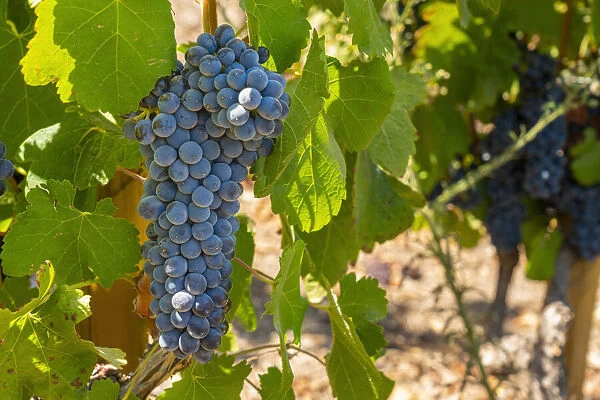 Detail of red grapes at El Principal winery, Pirque, Maipo Valley, Cordillera Province, Santiago Metropolitan Region, Chile