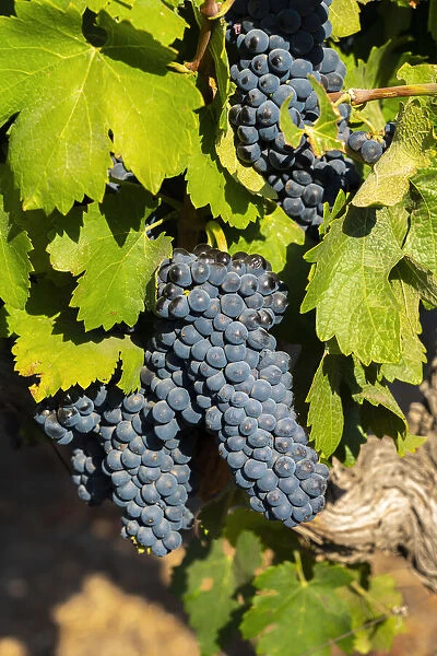 Detail of red grapes at Haras de Pirque winery, Pirque, Maipo Valley, Cordillera Province, Santiago Metropolitan Region, Chile