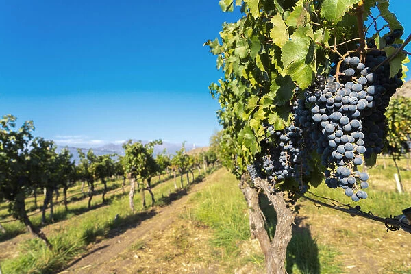 Detail of red grapes in vineyard, Haras de Pirque winery, Pirque, Maipo Valley, Cordillera Province, Santiago Metropolitan Region, Chile