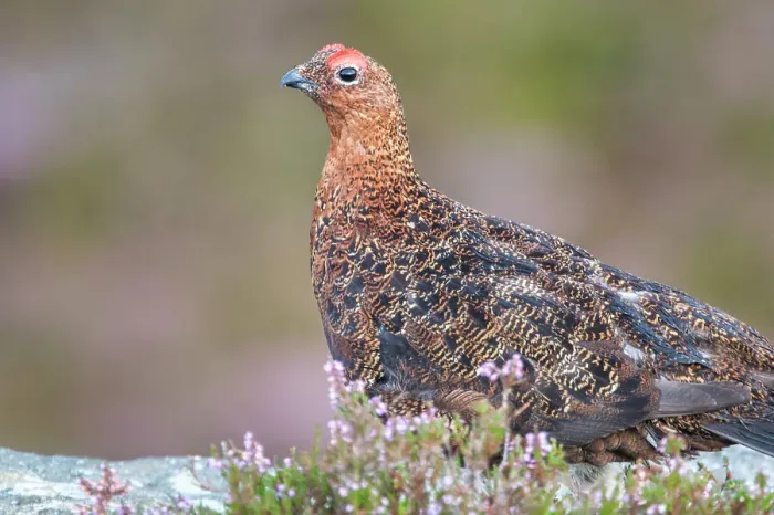 Framed Print : Red Grouse (Lagopus lagopus scotica), Ilkley Moor, Yorkshire, England Framed Print : Red Grouse (Lagopus lagopus scotica), Ilkley Moor, Yorkshire, England