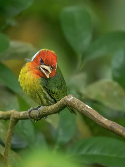 Framed Print : Red-headed Barbet (Eubucco bourcierii), Cloud Forest region, Alajuela Province, Costa Rica Framed Print : Red-headed Barbet (Eubucco bourcierii), Cloud Forest region, Alajuela Province, Costa Rica
