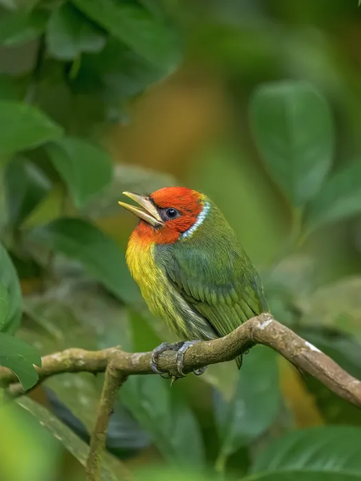 Framed Print : Red-headed Barbet (Eubucco bourcierii), Cloud Forest region, Alajuela Province, Costa Rica Framed Print : Red-headed Barbet (Eubucco bourcierii), Cloud Forest region, Alajuela Province, Costa Rica