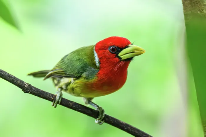 Framed Print : Red-headed barbet (Eubucco bourcierii) Framed Print : Red-headed barbet (Eubucco bourcierii)
