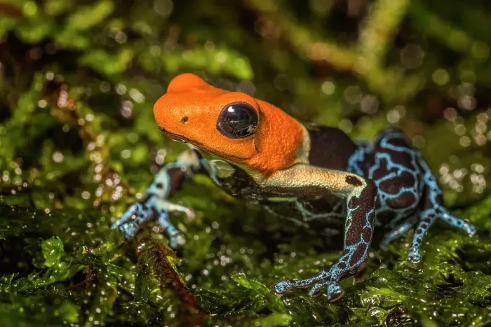 Framed Print : Red Headed Poison Dart Frog (Ranitomeya fantastica) - captive bred Framed Print : Red Headed Poison Dart Frog (Ranitomeya fantastica) - captive bred