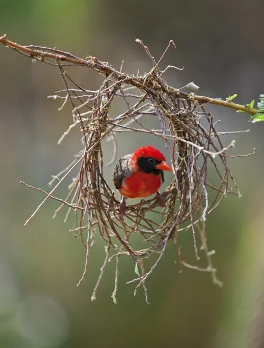 Framed Print : A red-headed Weaver building its nest Framed Print : A red-headed Weaver building its nest
