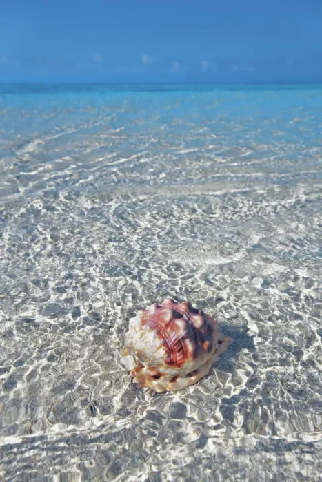 Framed Print : Red helmet shell in tropical lagoon - Maldives, South Male Atoll Framed Print : Red helmet shell in tropical lagoon - Maldives, South Male Atoll
