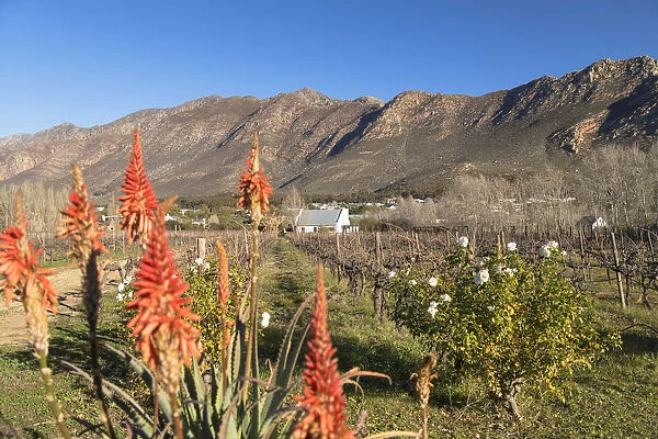 Red hot poker flowers in vineyard, Montagu, Western Cape, South Africa