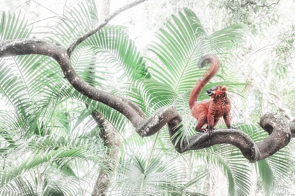 Red hybrid between eulemur macaco e Eulemur coronatus in Palmarium reserve, Madagascar