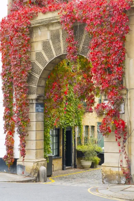 Framed Print : Red ivy over arch in a mews street in Kensington, London, England, UK