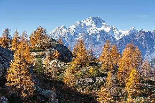 Red larches with snowy Mount Disgrazia in the background, Malenco Valley, Valtellina