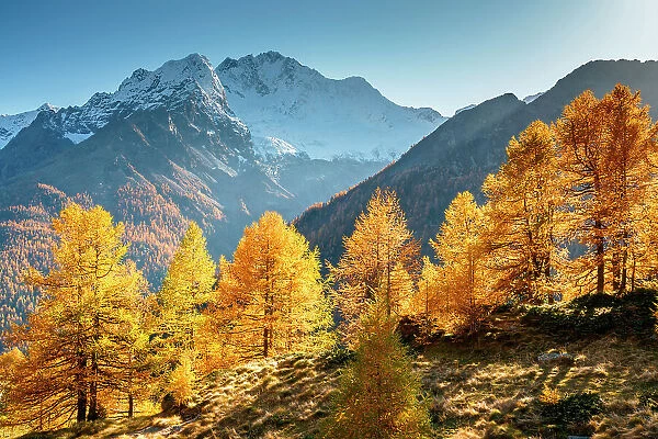 Red larches with snowy Mount Disgrazia in the background, Malenco Valley, Valtellina, Sondrio, Lombardy, Italy