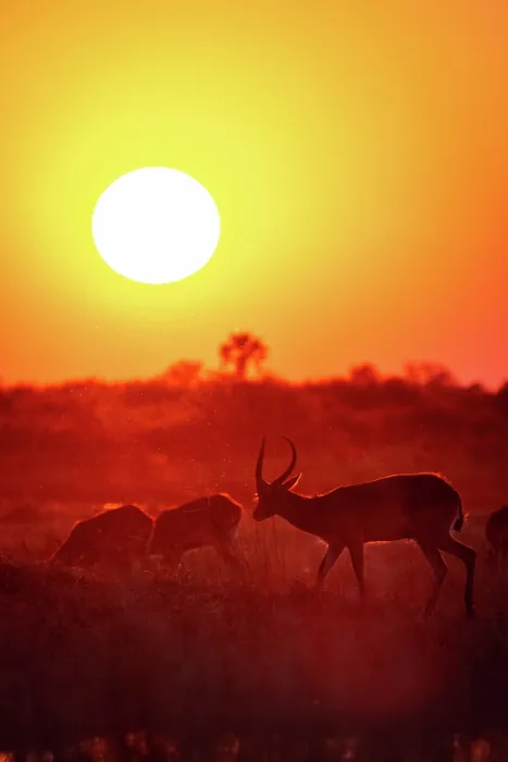 Framed Print : Red Lechwe herd silhouetted at dusk, Moremi Game Reserve, Okavango Delta, Botswana