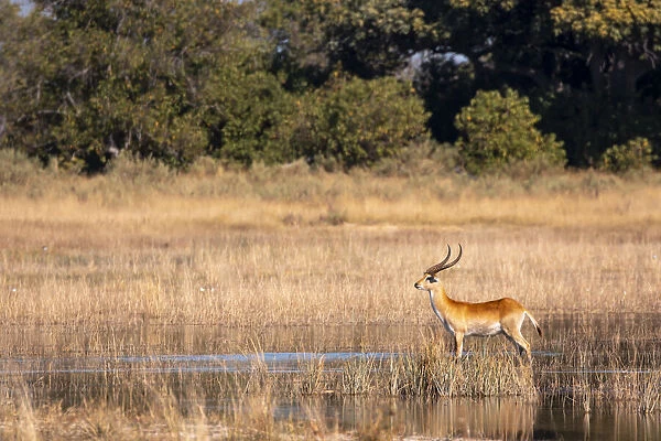 Red Lechwe, Okavango Delta, Botswana