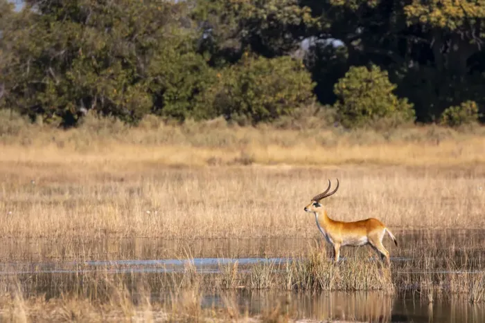 Framed Print : Red Lechwe, Okavango Delta, Botswana Framed Print : Red Lechwe, Okavango Delta, Botswana