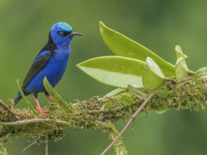 Framed Print : Red-legged Honeycreeper (Cyanerpes cyaneus), Boca Tapada, Alajuela Province, Costa Rica Framed Print : Red-legged Honeycreeper (Cyanerpes cyaneus), Boca Tapada, Alajuela Province, Costa Rica