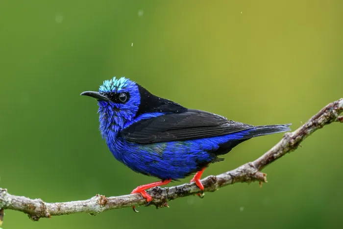 Framed Print : Red-legged honeycreeper (Cyanerpes cyaneus) Framed Print : Red-legged honeycreeper (Cyanerpes cyaneus)