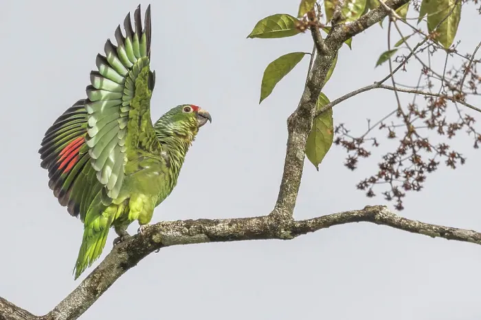 Framed Print : Red-lored Parrot (Amazona autumnalis), Costa Rica Framed Print : Red-lored Parrot (Amazona autumnalis), Costa Rica