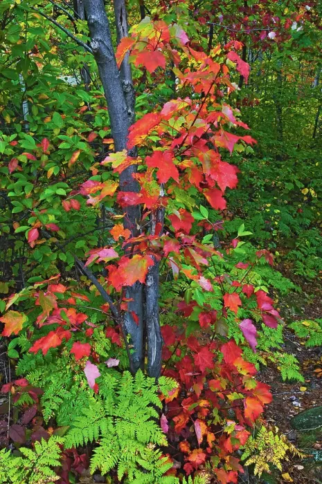 Framed Print : Red maple (Acer rubrum) in atumn foliage. Killarney Provincial Park, Ontario, Canada