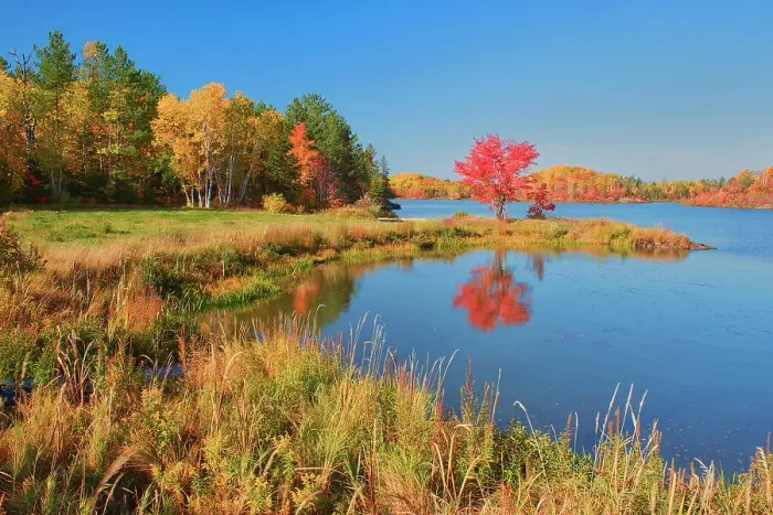 Framed Print : Red maple in autumn at St.Poithier Lake Worthington, Ontario, Canada Framed Print : Red maple in autumn at St.Poithier Lake Worthington, Ontario, Canada