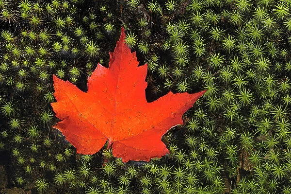 Red maple leaf (Acer rubrum) on hair cap moss (Polytrichum commune) Killarney Provincial Park, Ontario, Canada